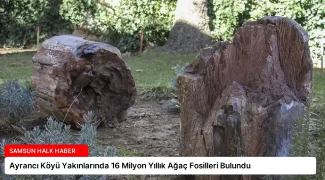 Ayrancı Köyü Yakınlarında 16 Milyon Yıllık Ağaç Fosilleri Bulundu