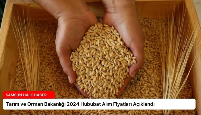 Tarım ve Orman Bakanlığı 2024 Hububat Alım Fiyatları Açıklandı