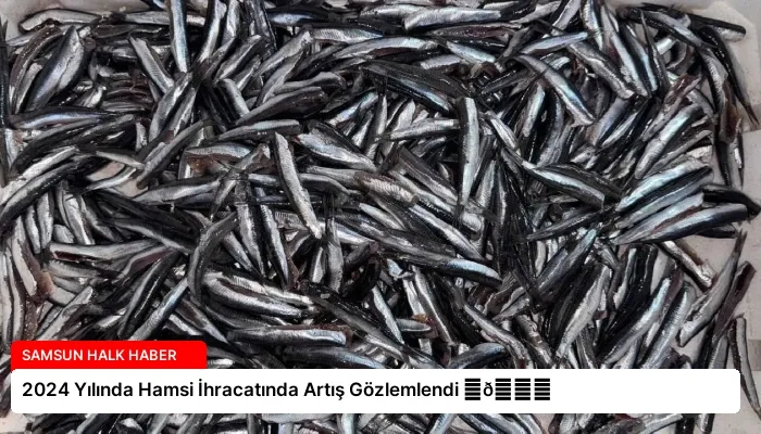 2024 Yılında Hamsi İhracatında Artış Gözlemlendi ⏬👇