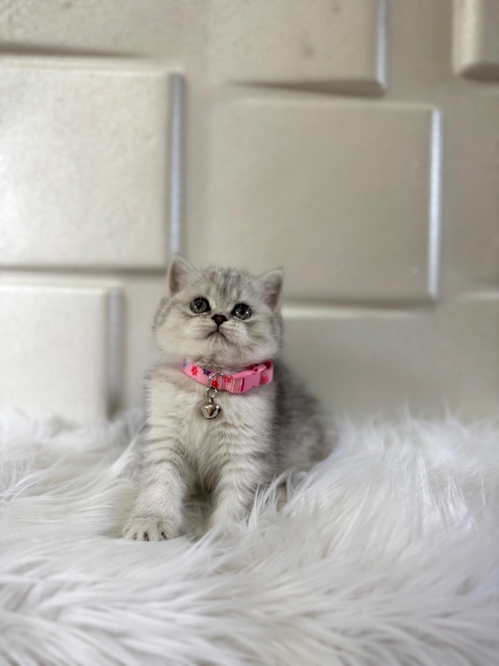 British Shorthair Kedisi Hakkında Bilmeniz Gerekenler