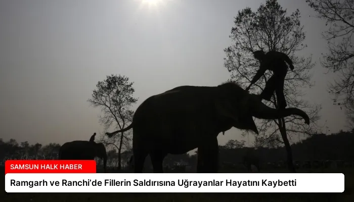 Ramgarh ve Ranchi’de Fillerin Saldırısına Uğrayanlar Hayatını Kaybetti