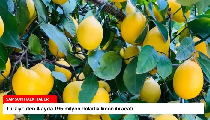 Türkiye’den 4 ayda 195 milyon dolarlık limon ihracatı