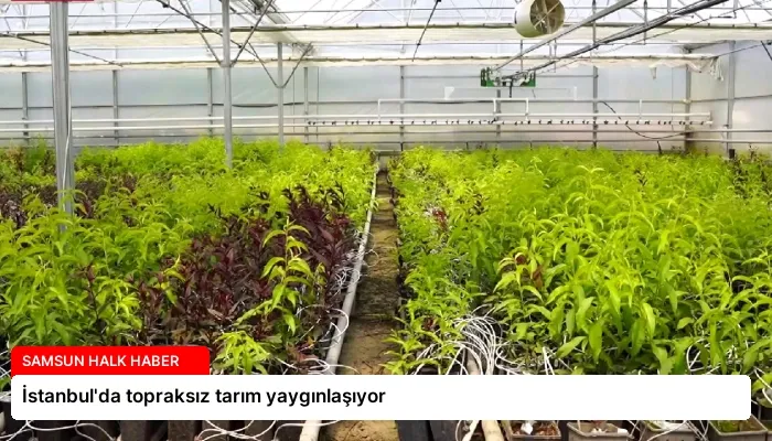 İstanbul’da topraksız tarım yaygınlaşıyor
