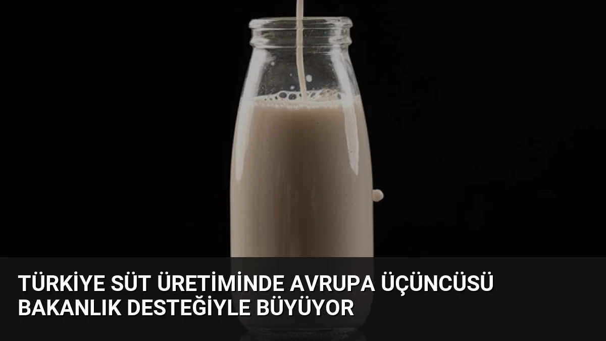 Türkiye Süt Üretiminde Avrupa Üçüncüsü Bakanlık Desteğiyle Büyüyor