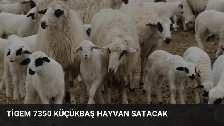 TİGEM 7350 Küçükbaş Hayvan Satacak