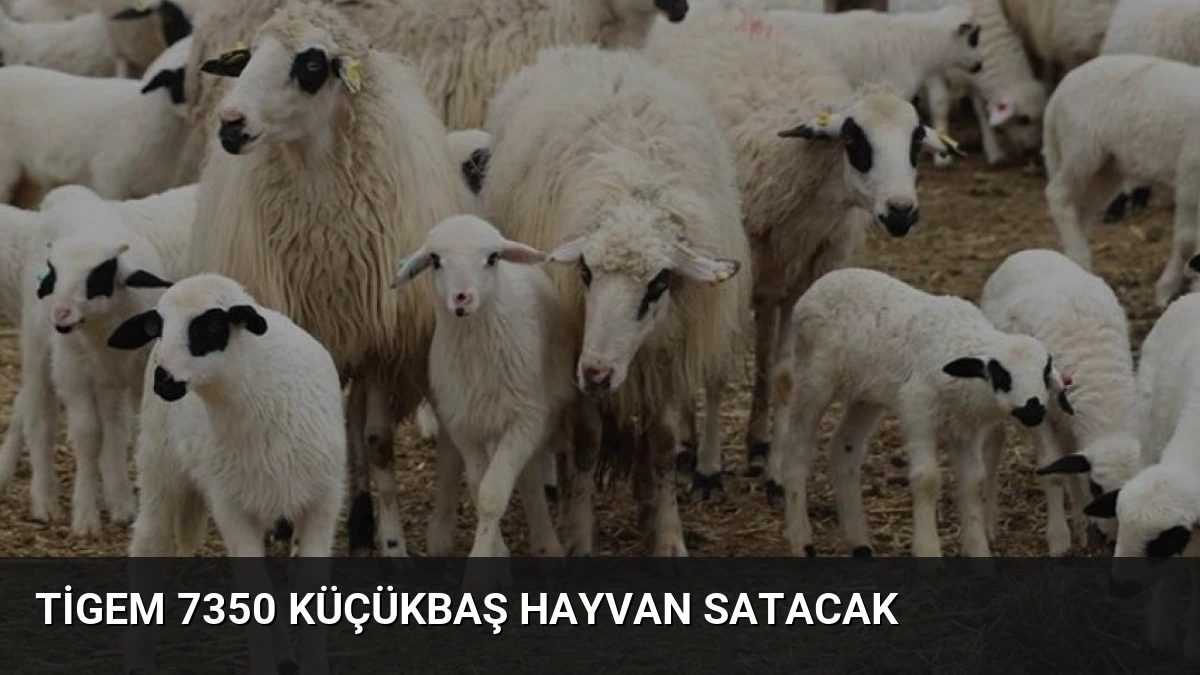 TİGEM 7350 Küçükbaş Hayvan Satacak