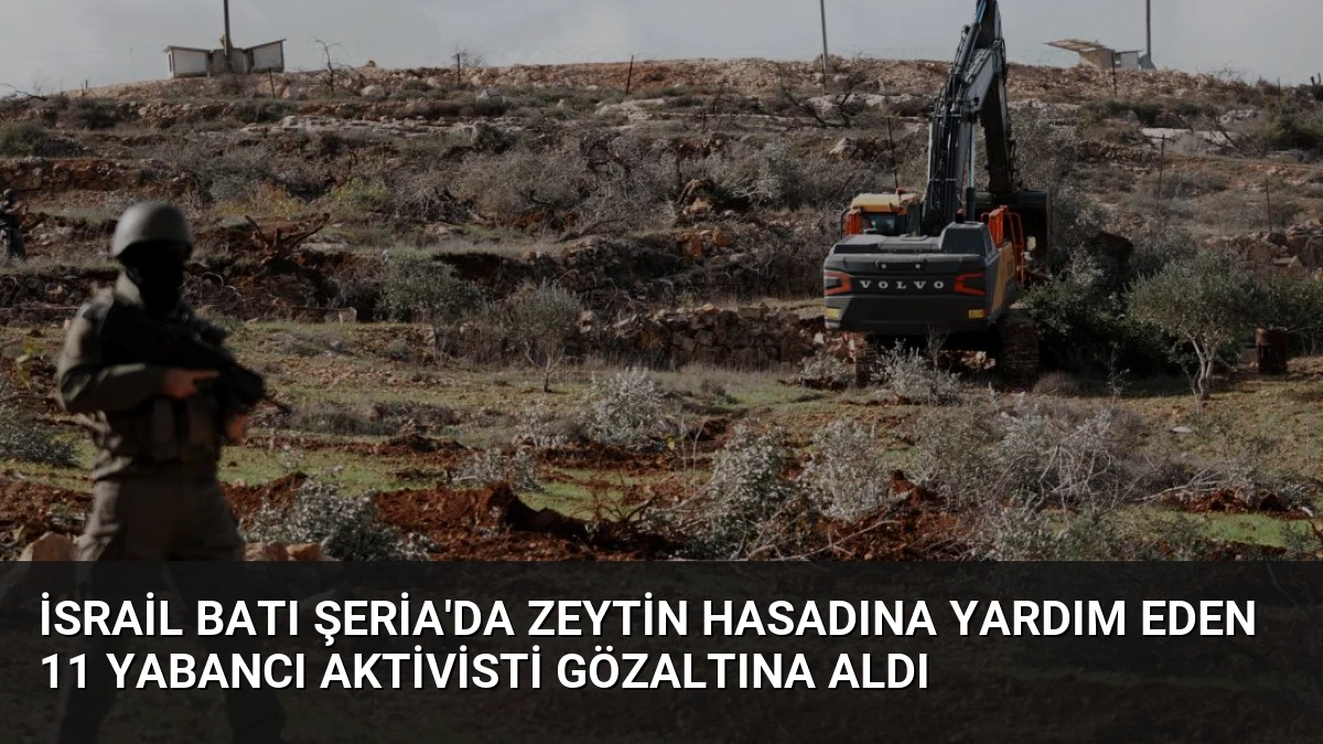 İsrail Batı Şeria’da Zeytin Hasadına Yardım Eden 11 Yabancı Aktivisti Gözaltına Aldı